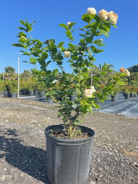 jasminum-sambac-grand-duke-of-tuscany-arabian-jasmine-sambac-jasmine