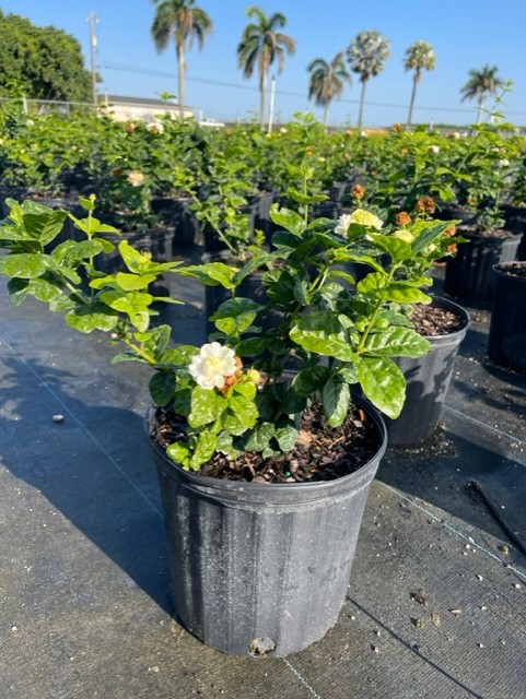 jasminum-sambac-grand-duke-of-tuscany-arabian-jasmine-sambac-jasmine