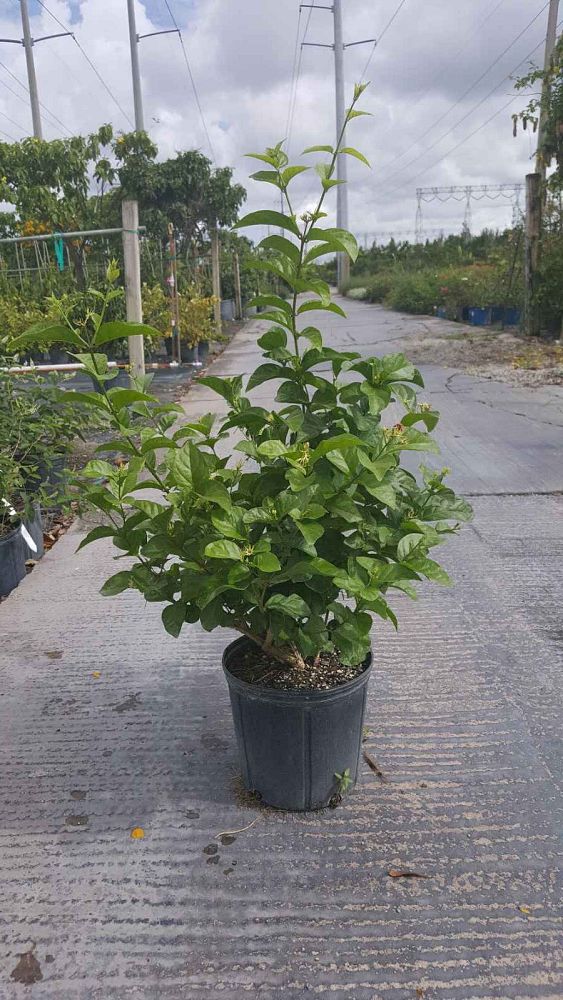 jasminum-sambac-maid-of-orleans-arabian-jasmine-sambac-jasmine