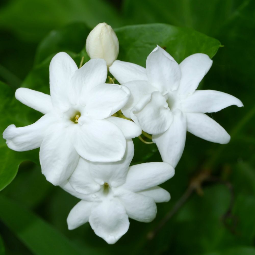 jasminum-sambac-maid-of-orleans-arabian-jasmine-sambac-jasmine