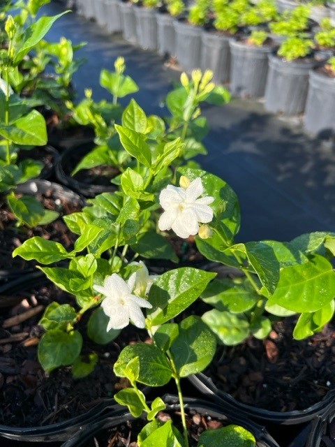 jasminum-sambac-maid-of-orleans-arabian-jasmine-sambac-jasmine