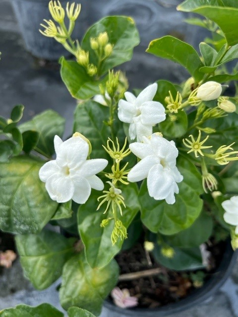 jasminum-sambac-maid-of-orleans-arabian-jasmine-sambac-jasmine
