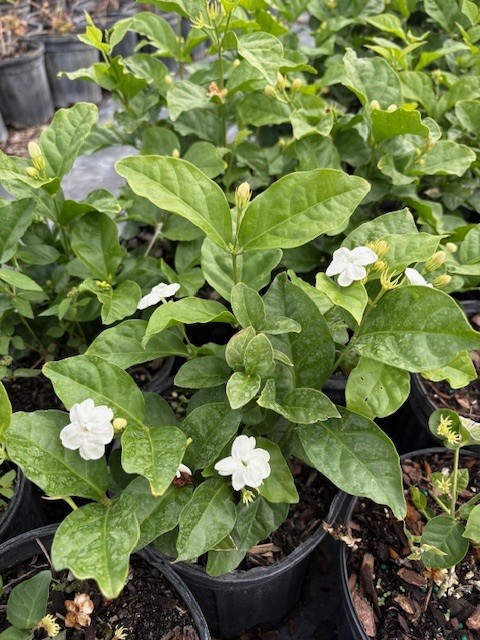 jasminum-sambac-maid-of-orleans-arabian-jasmine-sambac-jasmine