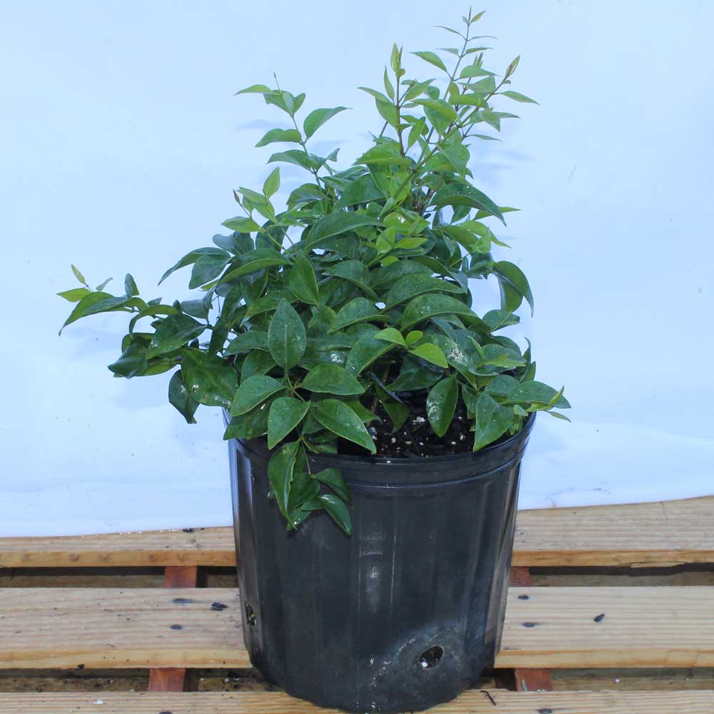 jasminum-volubile-jasminum-simplicifolium-wax-jasmine