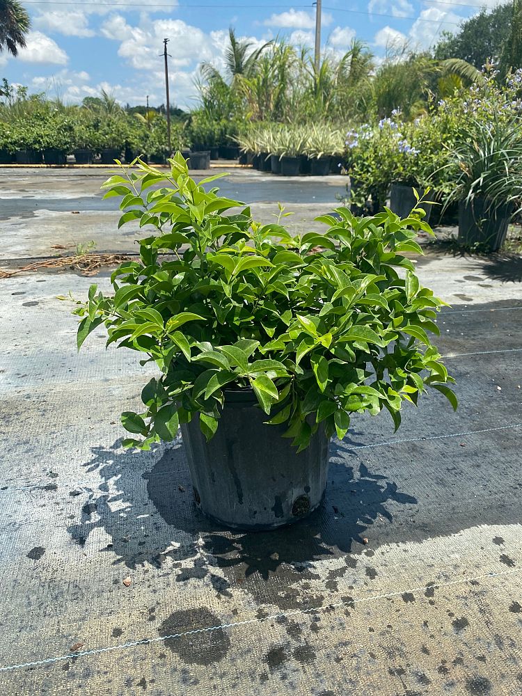jasminum-volubile-jasminum-simplicifolium-wax-jasmine