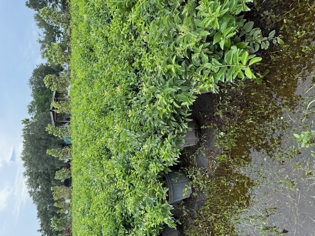 jasminum-volubile-jasminum-simplicifolium-wax-jasmine