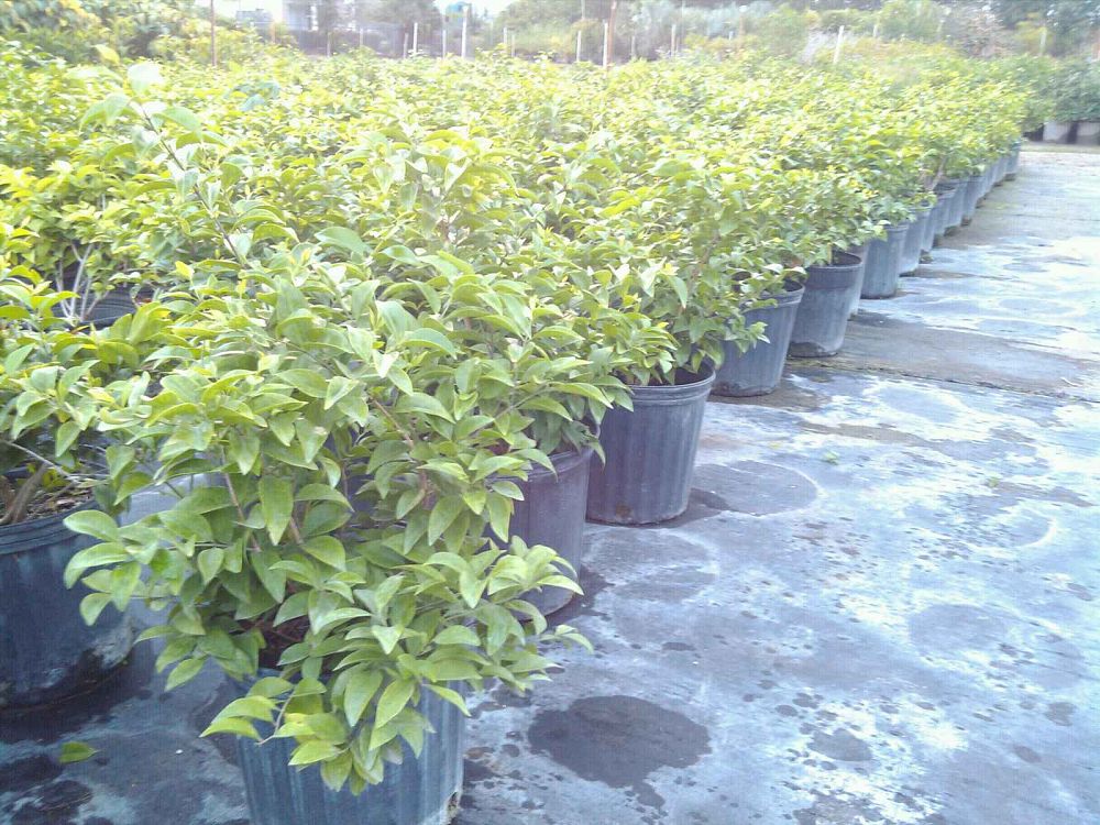 jasminum-volubile-jasminum-simplicifolium-wax-jasmine