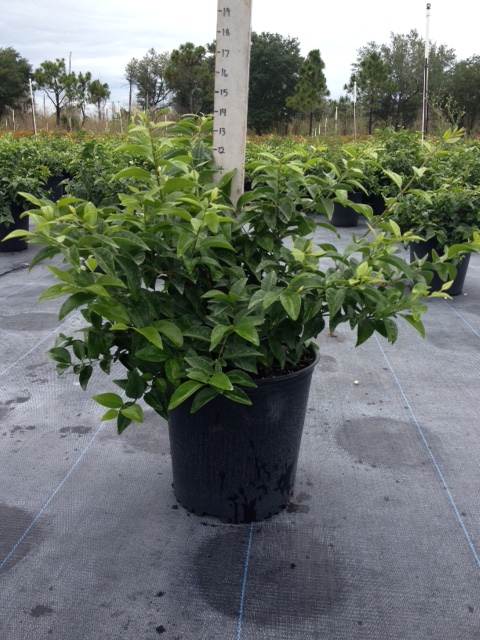 jasminum-volubile-jasminum-simplicifolium-wax-jasmine