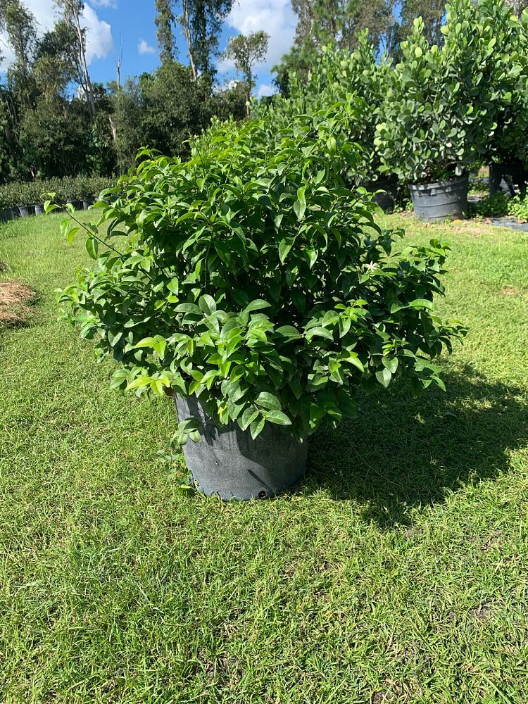 jasminum-volubile-jasminum-simplicifolium-wax-jasmine