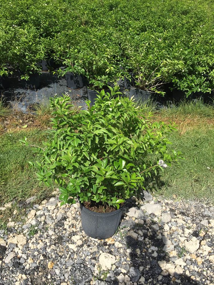 jasminum-volubile-jasminum-simplicifolium-wax-jasmine