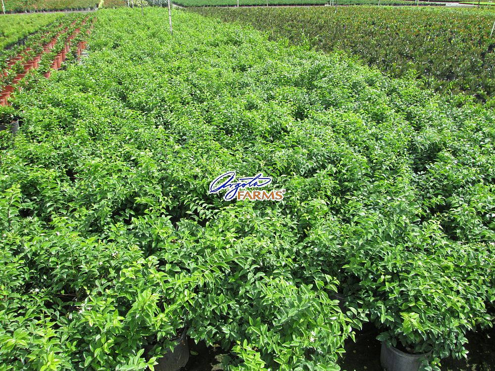jasminum-volubile-jasminum-simplicifolium-wax-jasmine
