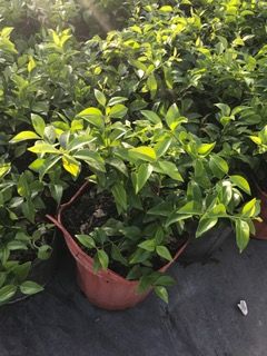 jasminum-volubile-jasminum-simplicifolium-wax-jasmine