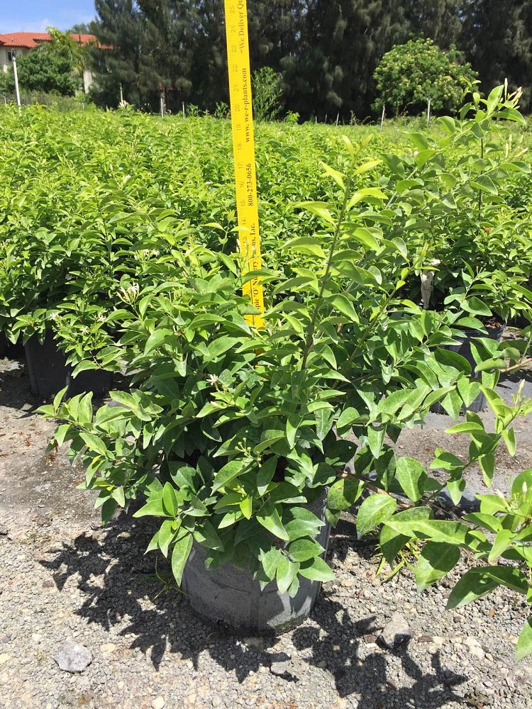 jasminum-volubile-jasminum-simplicifolium-wax-jasmine