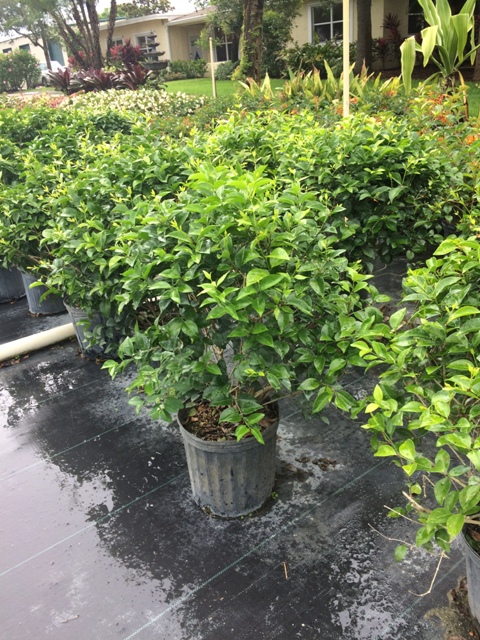 jasminum-volubile-jasminum-simplicifolium-wax-jasmine