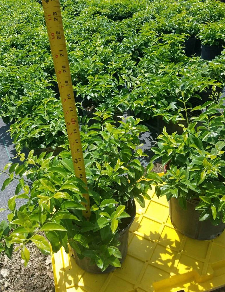 jasminum-volubile-jasminum-simplicifolium-wax-jasmine