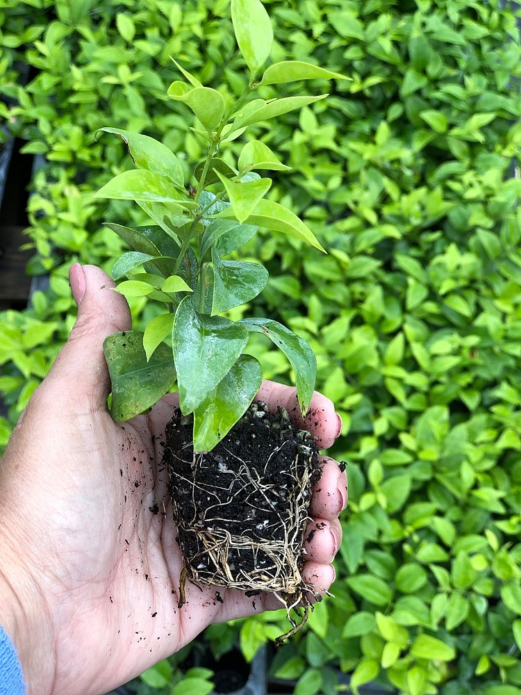 jasminum-volubile-jasminum-simplicifolium-wax-jasmine
