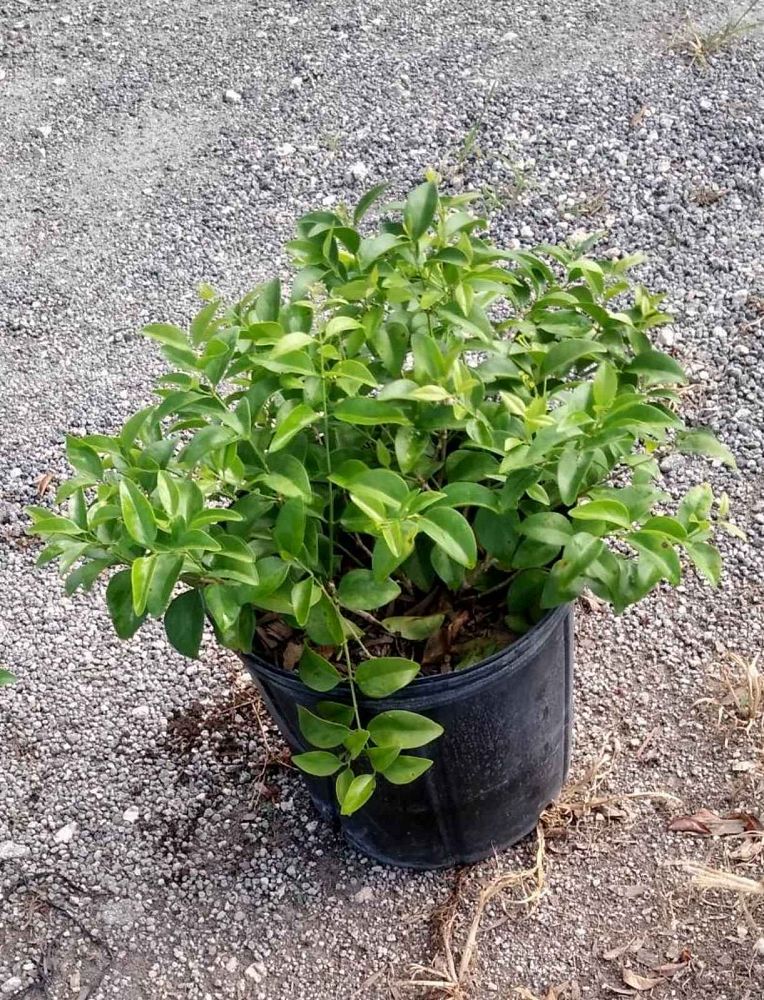 jasminum-volubile-jasminum-simplicifolium-wax-jasmine