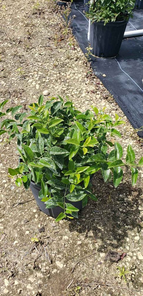 jasminum-volubile-jasminum-simplicifolium-wax-jasmine
