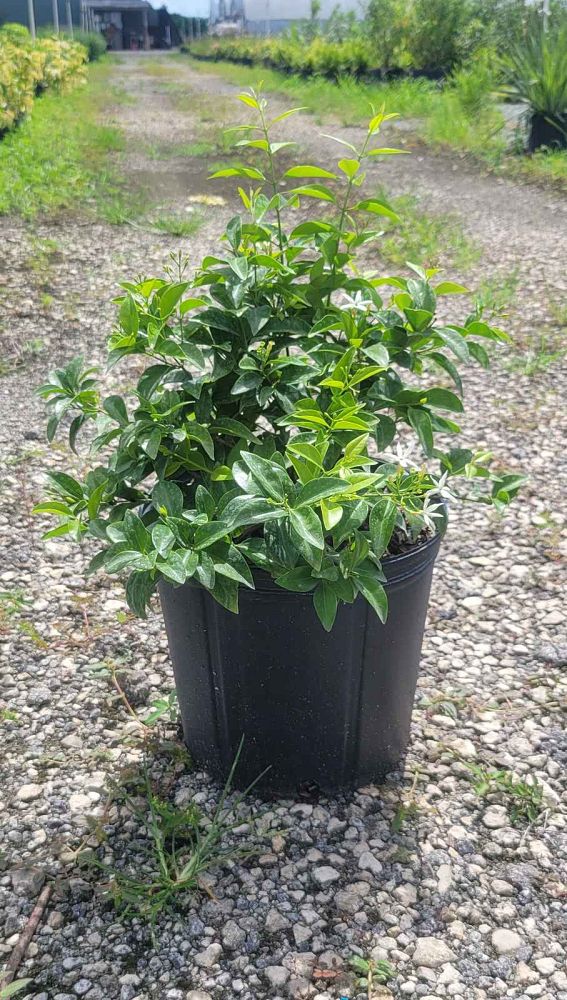 jasminum-volubile-jasminum-simplicifolium-wax-jasmine