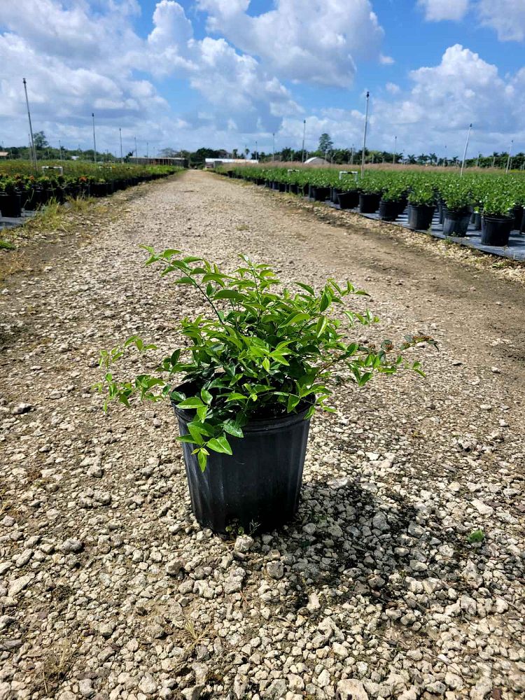 jasminum-volubile-jasminum-simplicifolium-wax-jasmine