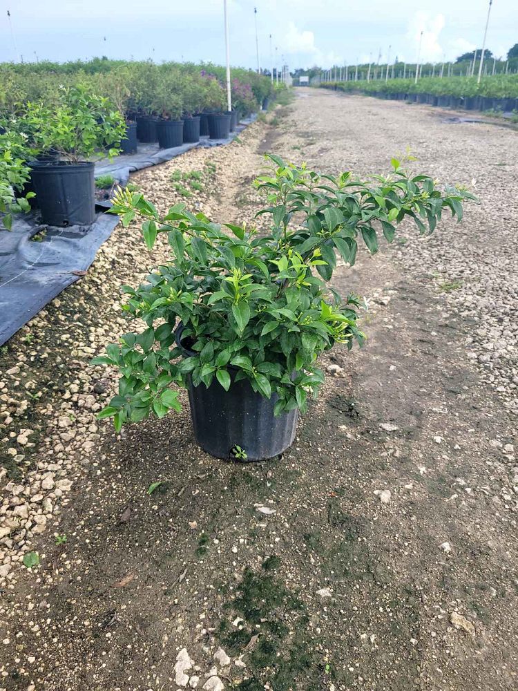 jasminum-volubile-jasminum-simplicifolium-wax-jasmine