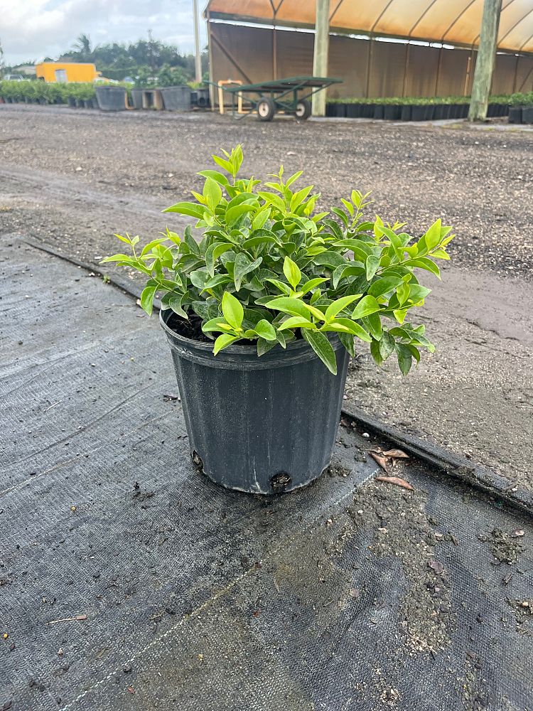 jasminum-volubile-jasminum-simplicifolium-wax-jasmine
