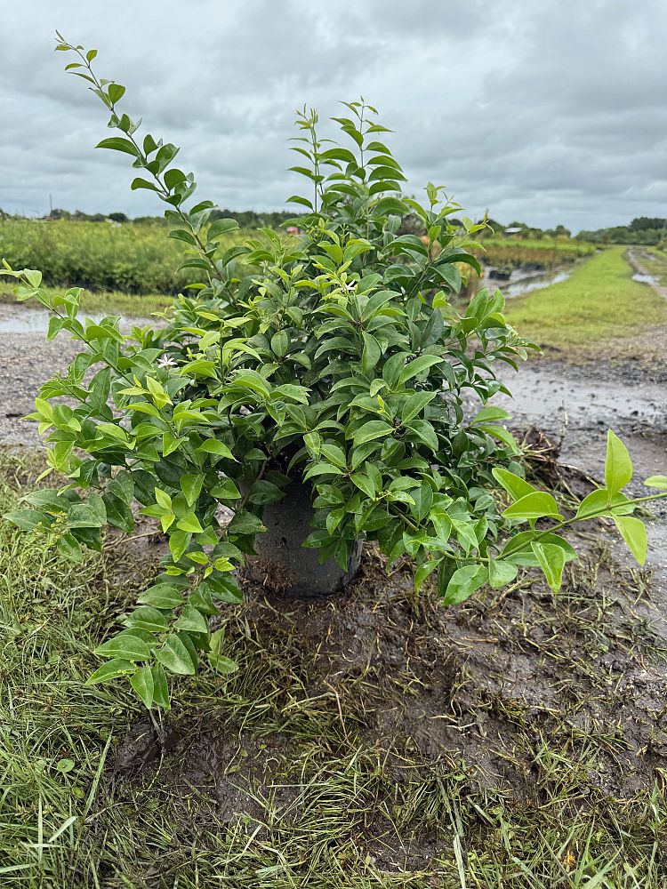 jasminum-volubile-jasminum-simplicifolium-wax-jasmine