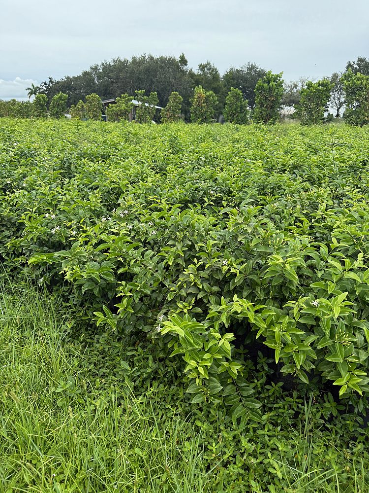 jasminum-volubile-jasminum-simplicifolium-wax-jasmine