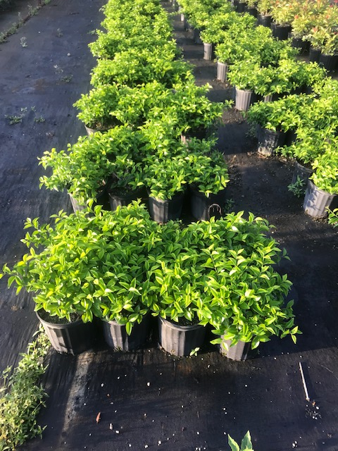 jasminum-volubile-jasminum-simplicifolium-wax-jasmine