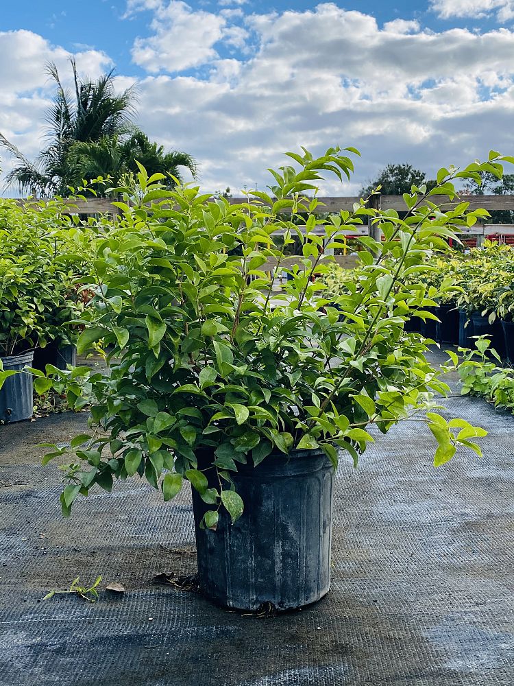 jasminum-volubile-jasminum-simplicifolium-wax-jasmine