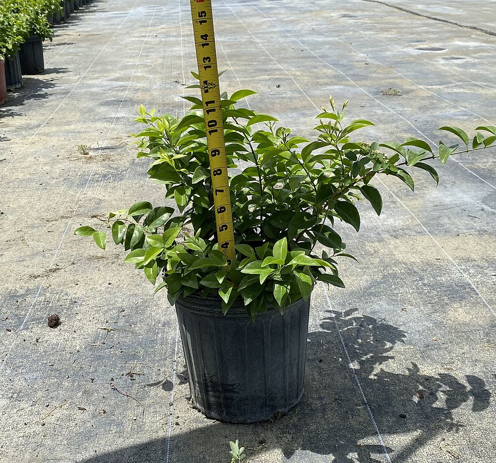 jasminum-volubile-jasminum-simplicifolium-wax-jasmine