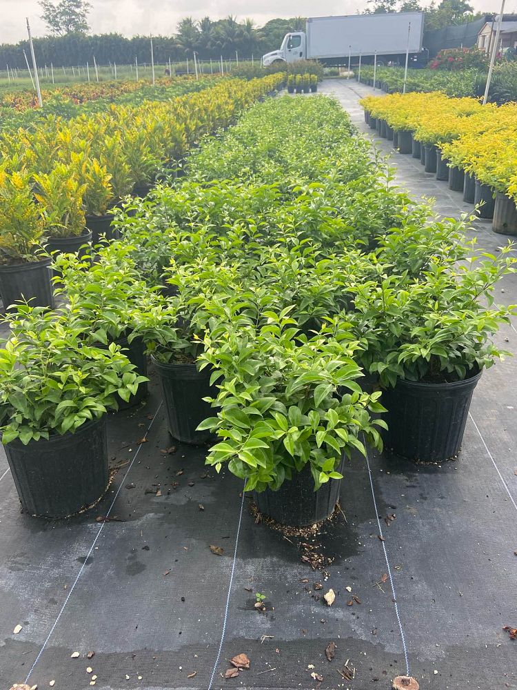 jasminum-volubile-jasminum-simplicifolium-wax-jasmine