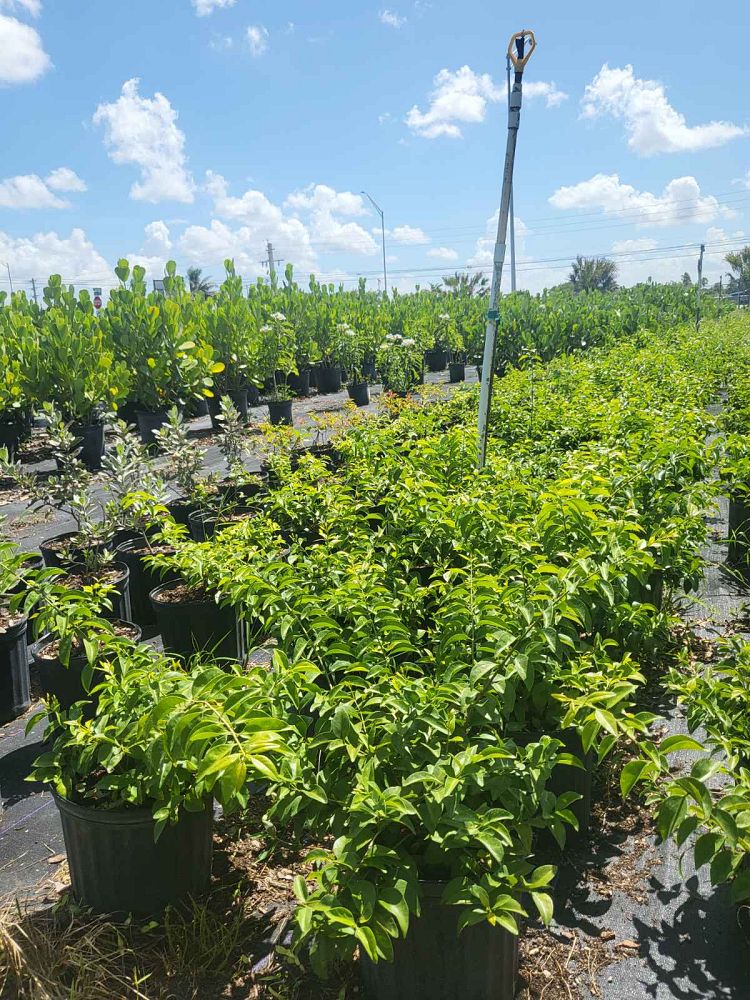 jasminum-volubile-jasminum-simplicifolium-wax-jasmine