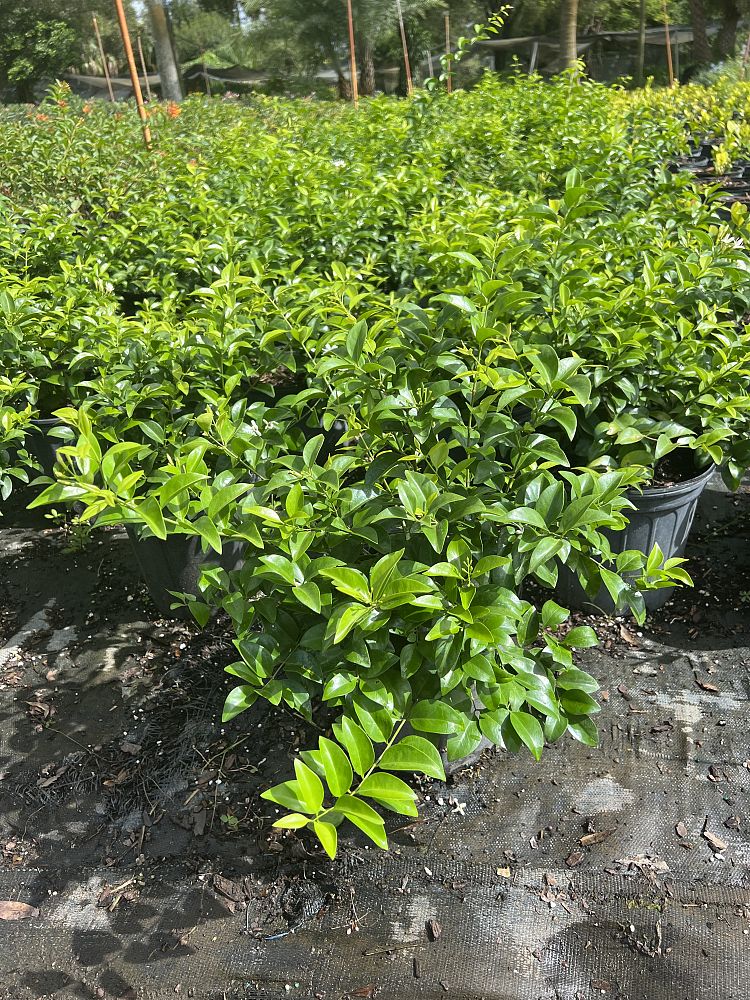 jasminum-volubile-jasminum-simplicifolium-wax-jasmine