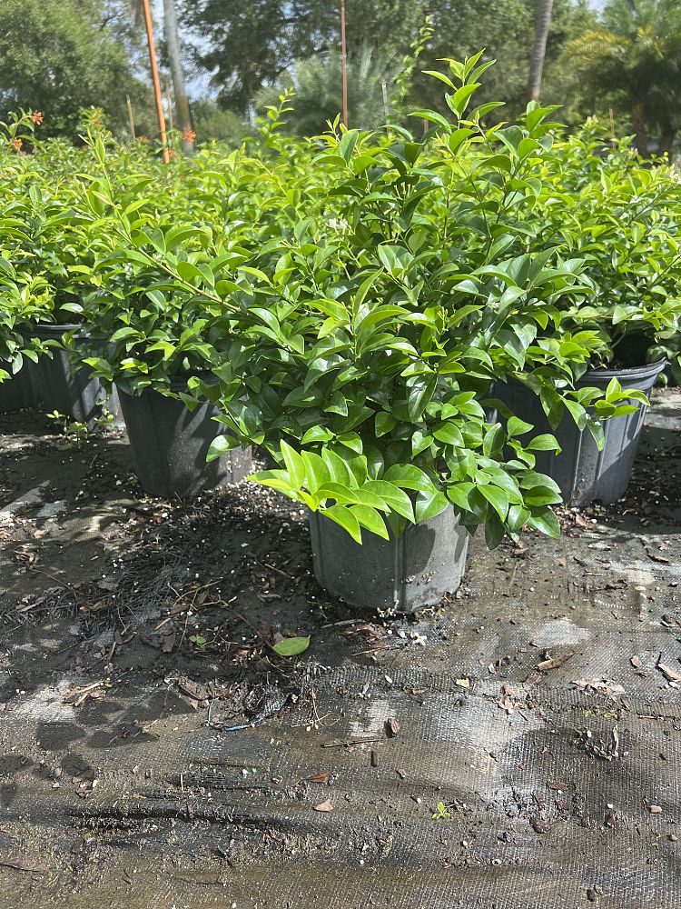 jasminum-volubile-jasminum-simplicifolium-wax-jasmine
