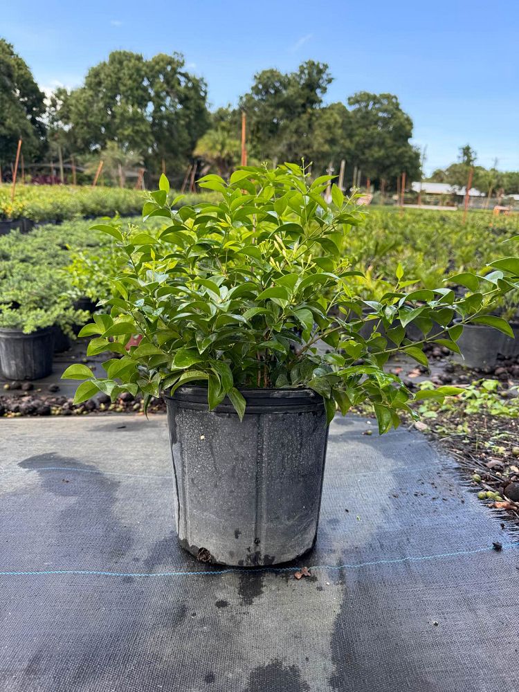 jasminum-volubile-jasminum-simplicifolium-wax-jasmine
