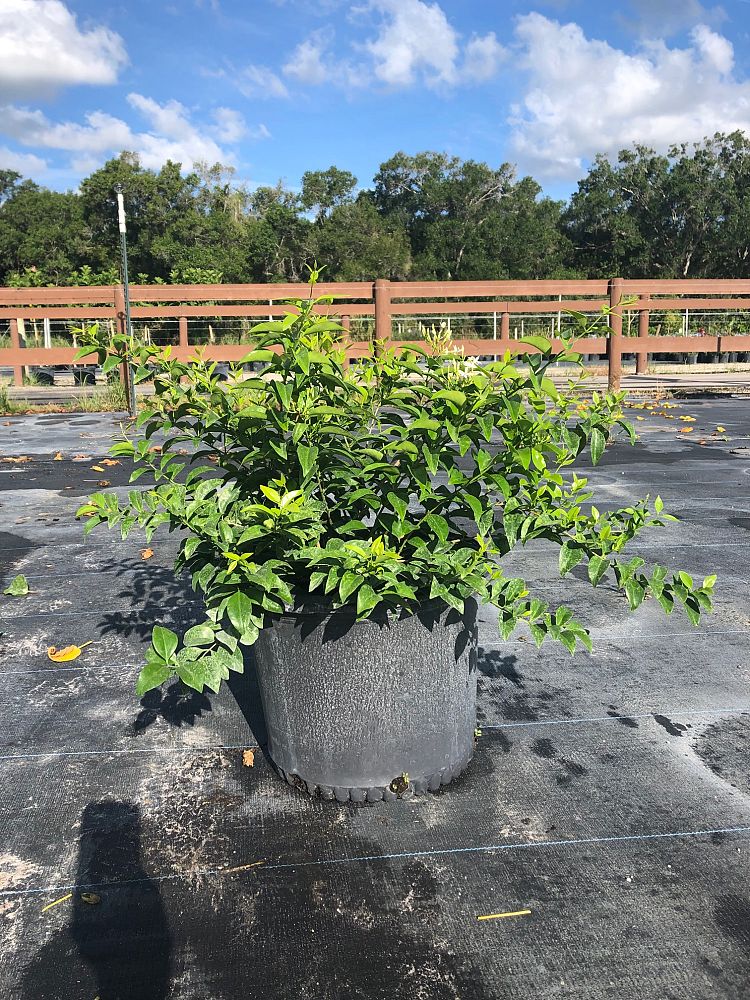 jasminum-volubile-jasminum-simplicifolium-wax-jasmine