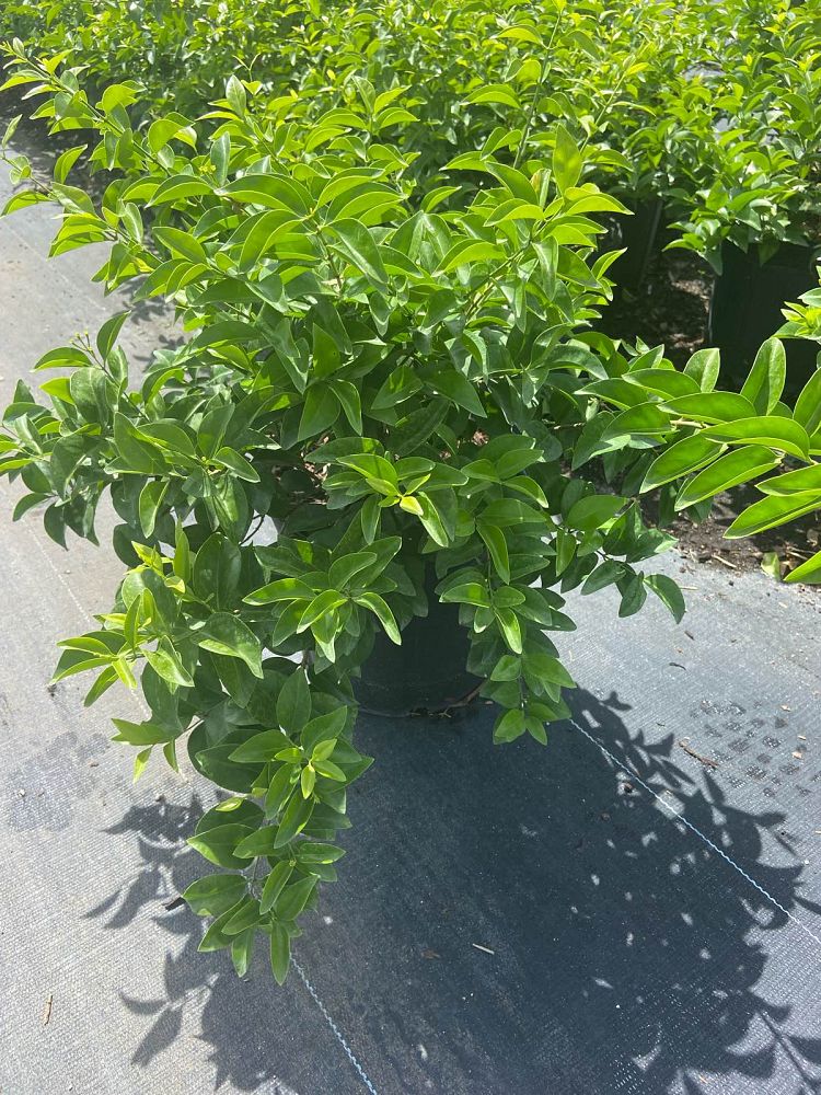 jasminum-volubile-jasminum-simplicifolium-wax-jasmine