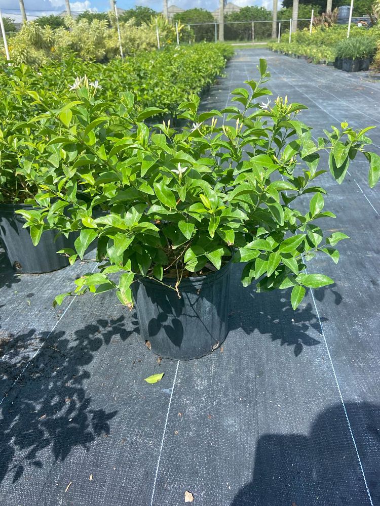 jasminum-volubile-jasminum-simplicifolium-wax-jasmine