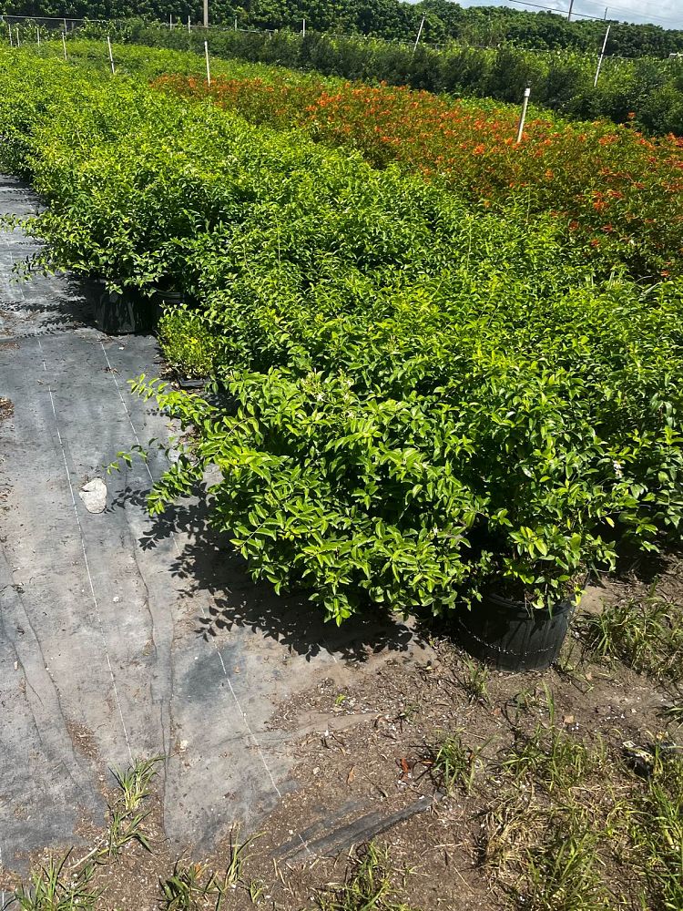 jasminum-volubile-jasminum-simplicifolium-wax-jasmine