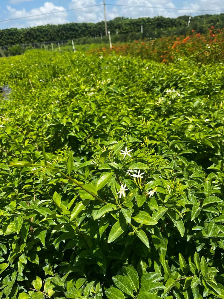 jasminum-volubile-jasminum-simplicifolium-wax-jasmine