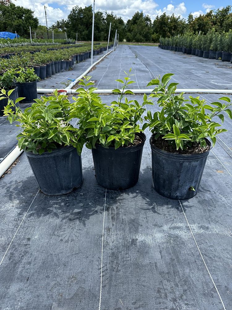 jasminum-volubile-jasminum-simplicifolium-wax-jasmine