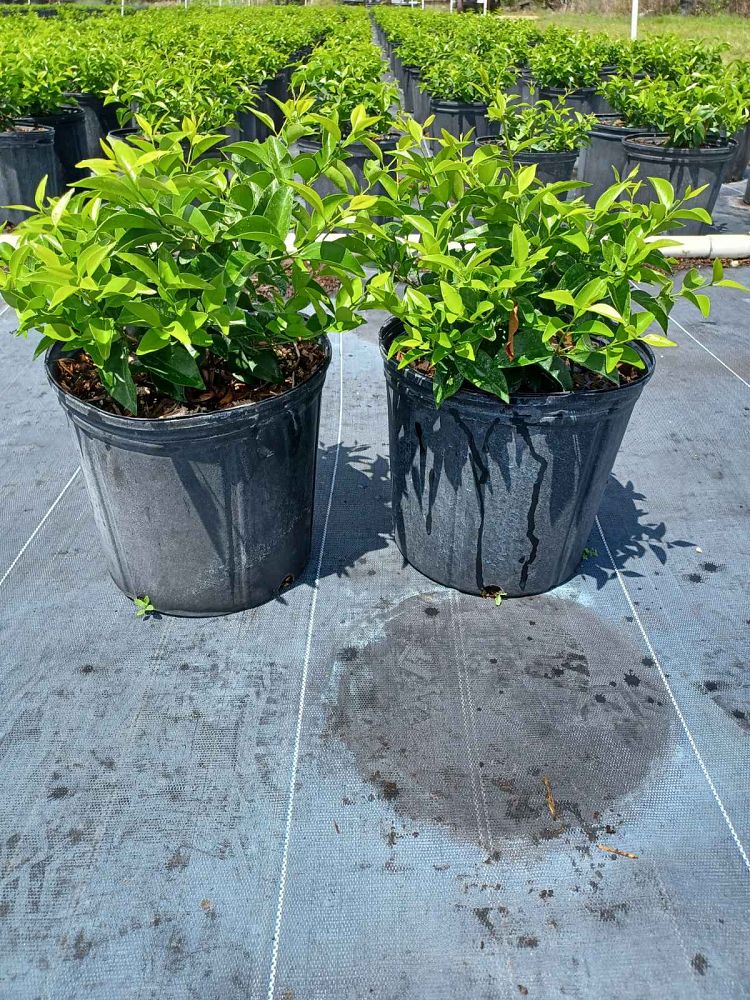 jasminum-volubile-jasminum-simplicifolium-wax-jasmine