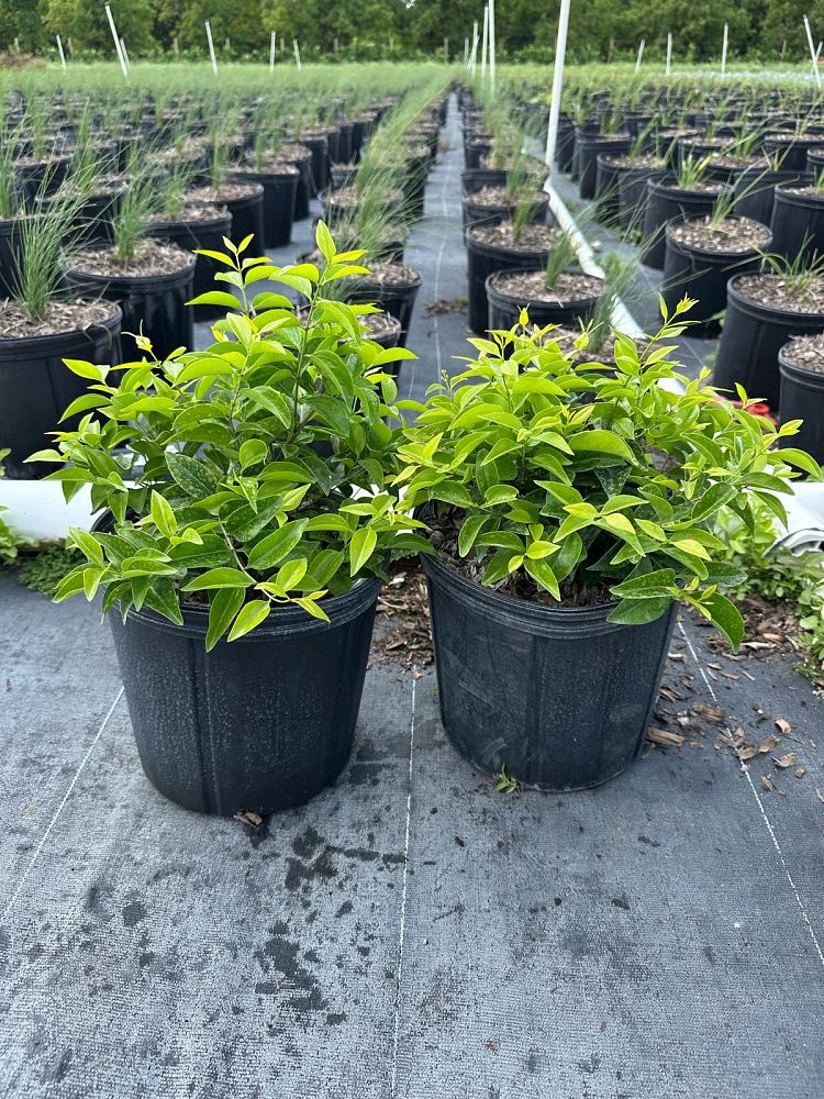 jasminum-volubile-jasminum-simplicifolium-wax-jasmine
