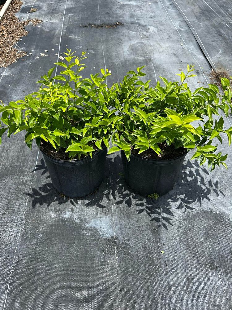 jasminum-volubile-jasminum-simplicifolium-wax-jasmine