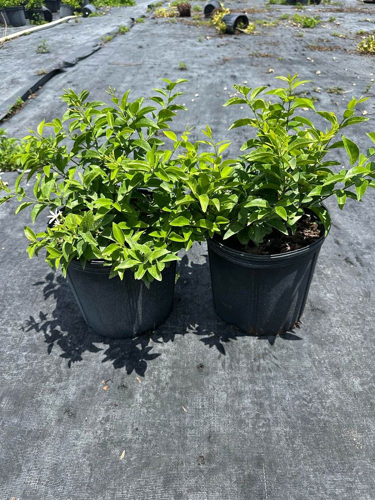 jasminum-volubile-jasminum-simplicifolium-wax-jasmine