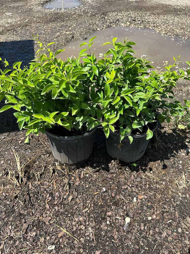 jasminum-volubile-jasminum-simplicifolium-wax-jasmine