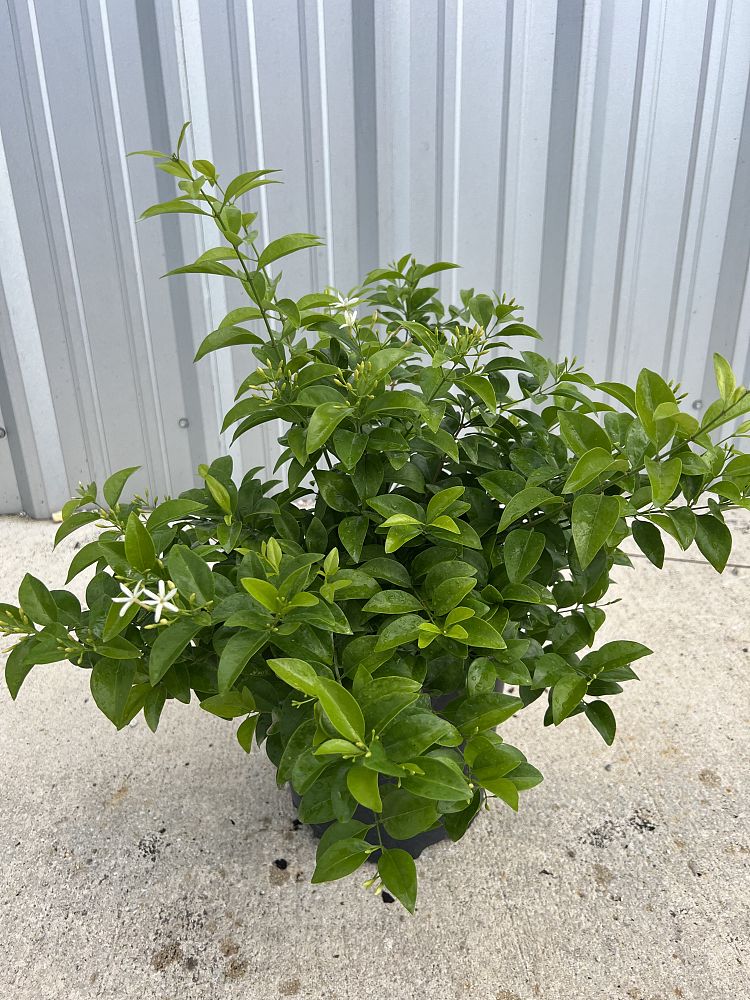 jasminum-volubile-jasminum-simplicifolium-wax-jasmine
