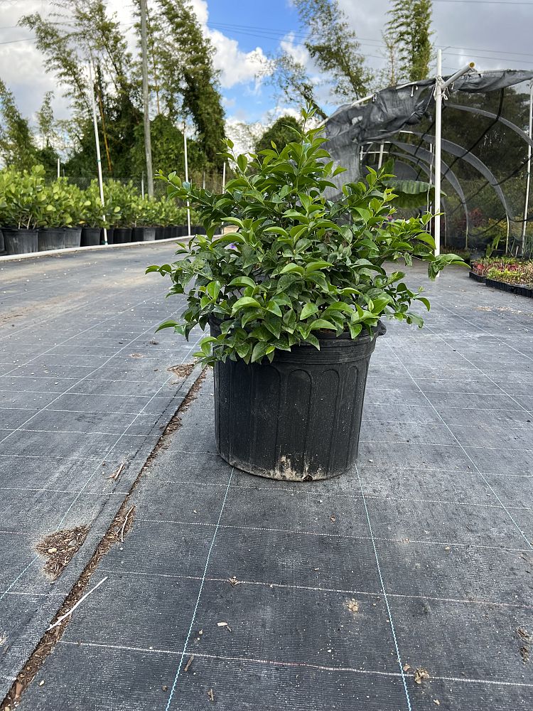jasminum-volubile-jasminum-simplicifolium-wax-jasmine