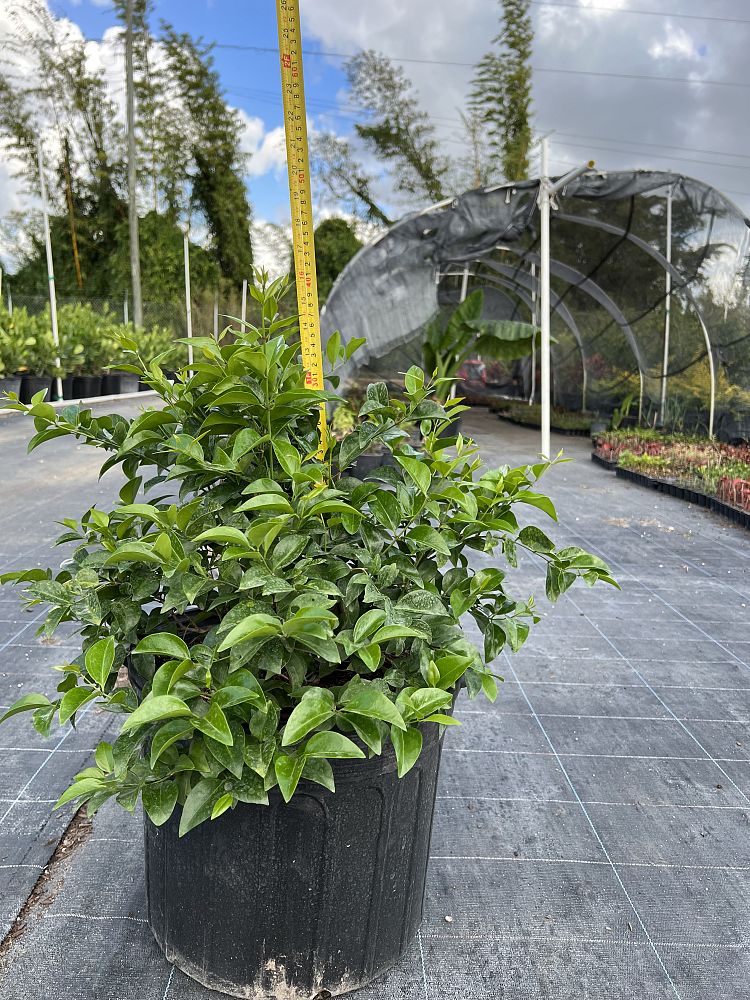 jasminum-volubile-jasminum-simplicifolium-wax-jasmine
